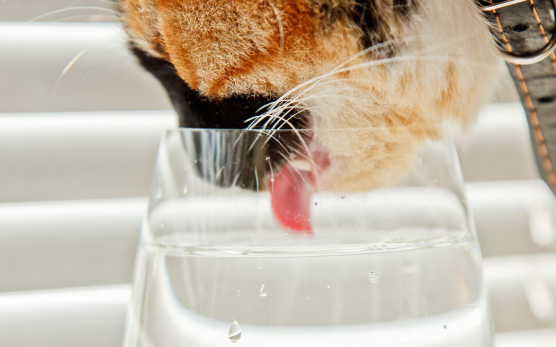 De Risico’s van Onvoldoende Hydratatie voor jouw kat