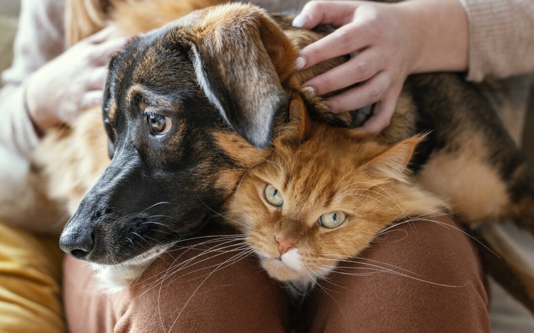 Artrose bij honden en katten